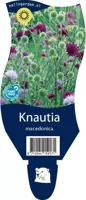 Knautia macedonica perkplant Griffioen - Griffioen - thumbnail