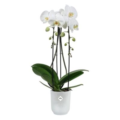 Elho Vibes fold orchid 12.5 transparant - thumbnail