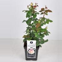 Grootbloemige roos (rosa "Souvenir de Baden Baden"®) - C5 - 1 stuks - thumbnail