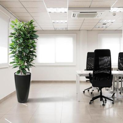 Ficus Cyathistipula deluxe kunstplant 160cm