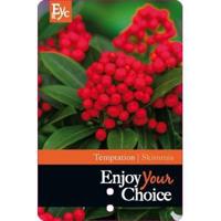 Skimmia (Skimmia Japonica “Temptation” PBR) heester - 15-20 cm (P13) - 8 stuks - thumbnail