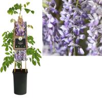 Blauwe regen (Wisteria Sinensis) klimplant - thumbnail