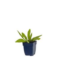 Helenium bigelovii The Bishop vaste plant Griffioen - Griffioen - thumbnail