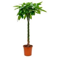 Pachira aquatica gevlochten XL Geldboom Kamerplant - thumbnail