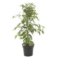 Ficus Benjamina &apos;Twilight&apos; (Treurvijg) - P 17 cm - thumbnail