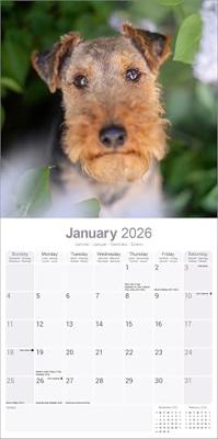 Welsh Terrier Kalender 2026
