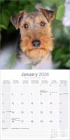 Welsh Terrier Kalender 2026 - thumbnail