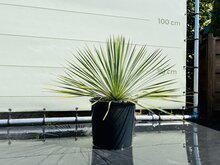 Palmboom - Yucca Rostrata