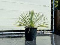 Palmboom - Yucca Rostrata - thumbnail