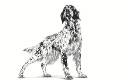 ROYAL CANIN Dog Satiety Loaf VHN - natvoer voor honden - 195g