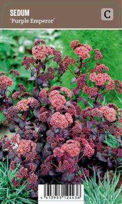 Vips Sedum Purple Emperor - Vetkruid