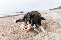 TRIXIE Honden knuffel Be Nordic Zeester Jane, zand - thumbnail