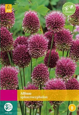 Allium sphaerocephalon 100 bollen
