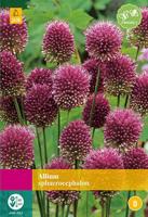 Allium sphaerocephalon 100 bollen - thumbnail