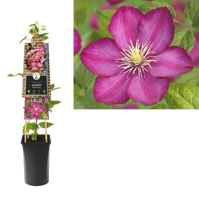 Klimplant Clematis Ville de Lyon - Roze Bosrank