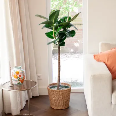 Ficus Robusta op stam - Rubberplant - P27