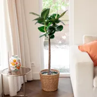 Ficus Robusta op stam - Rubberplant - P27 - thumbnail