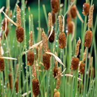 Moerings Typha minima - Dwerglisdodde - thumbnail