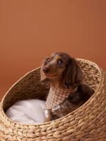 Geruite bandana halsband voor hond FAMILY bruin, geruit - thumbnail