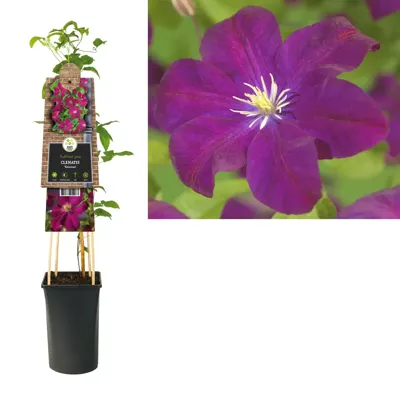 Rode bosrank (Clematis "Voluceau") klimplant