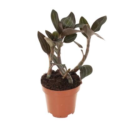 Ludisia Discolor (aardorchidee) - P 12 cm