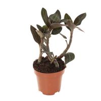 Ludisia Discolor (aardorchidee) - P 12 cm - thumbnail