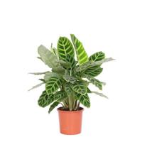 Calathea Zebrina - P 14 cm - thumbnail
