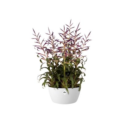 Bloempot Brussels schaal 23cm wit elho - Elho - thumbnail
