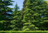 Himalayaceder - thumbnail