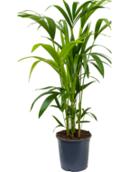 Kentia Palm howea forsteriana 5pp M kamerplant - thumbnail