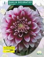 Zomer Bloembollen Dahlia Decoratief Edinburgh per 1 Baltus - Baltus - thumbnail