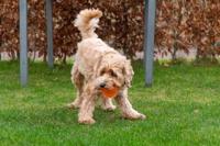 Dog Comets Exoplanet Orange S - thumbnail