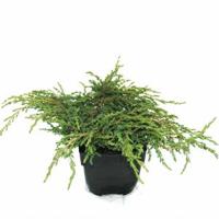 Kruipende jeneverbes (Juniperus communis "Repanda") conifeer - thumbnail