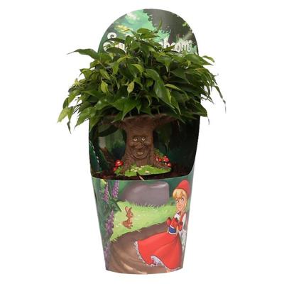 Sprookjesboom P 12 cm