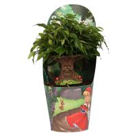 Sprookjesboom P 12 cm - thumbnail