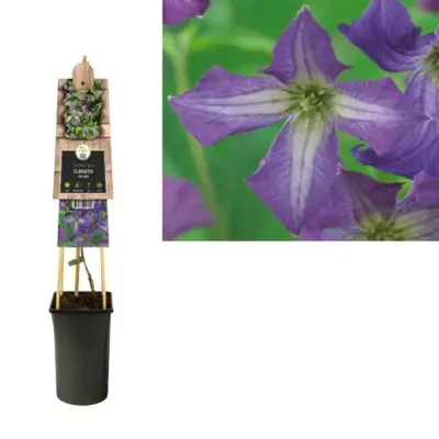 Blauwe bosrank (Clematis viticella) klimplant