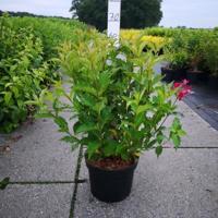Weigela struik Red Prince - 40 - 50 cm - 7 stuks - thumbnail