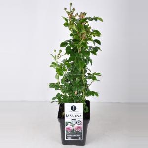 Klimroos (rosa "Jasmina"®) - C5 - 1 stuks