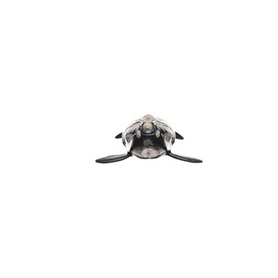 Schleich wild life noordkaper 14878