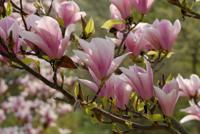 Beverboom - thumbnail