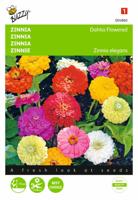 Zaden Zinnia Dahliabloemig gemengd Buzzy - Buzzy - thumbnail