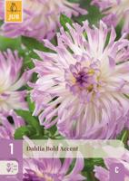 Dahlia bold accent - thumbnail
