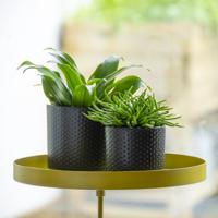 Esschert Design plantenblad met klem rond l goudkleurig - thumbnail