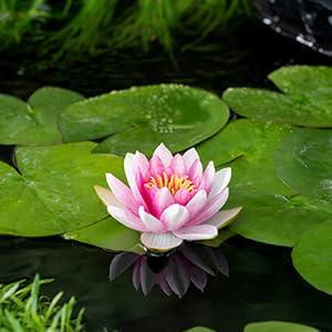 Rode waterlelie (Nymphaea Attraction) waterlelie (6-stuks)