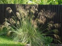 Reuzenvedergras - thumbnail