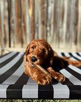 Nylabone puppy chew kipsmaak - thumbnail