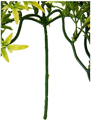 KOMODO CROTON PLANT - thumbnail