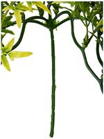 KOMODO CROTON PLANT - thumbnail