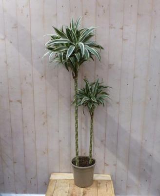 Drakenbloedboom Dracaena Fragrans Jade Jewel/Groen-wit H140-160 cm potmaat 27 cm 4 stammen kamerplant Warentuin Natuurlijk - Warentuin natuurlijk