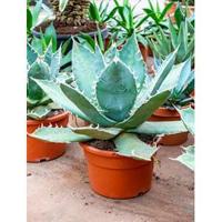 Agave titanova flat M kamerplant - thumbnail